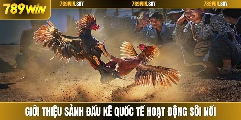 Giới thiệu sảnh đấu kê quốc tế hoạt động sôi nổi